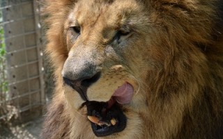 zoologico-lujan-buenos-aires-2012 (168)
